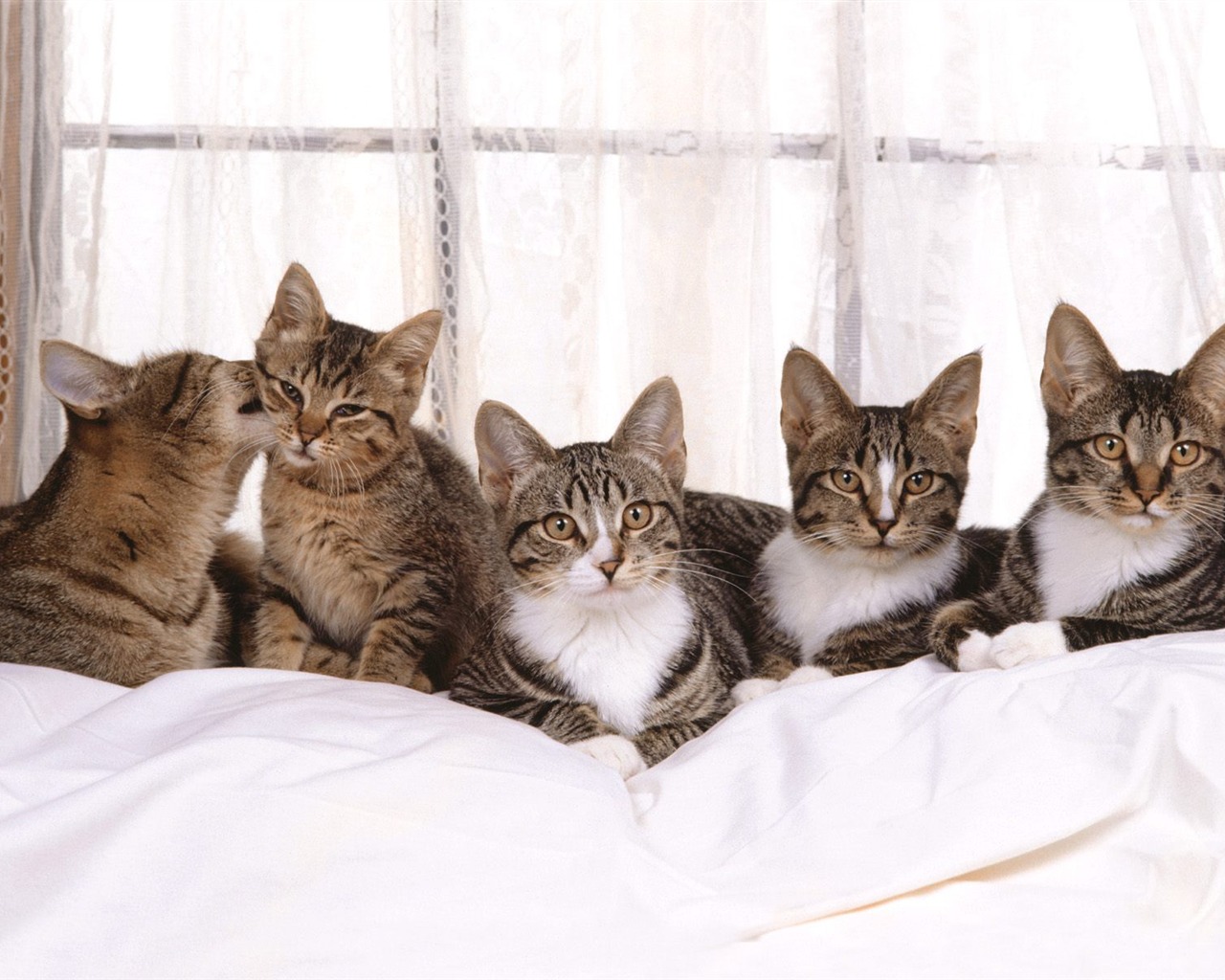 1600 Cat Foto tapety (5) #20 - 1280x1024