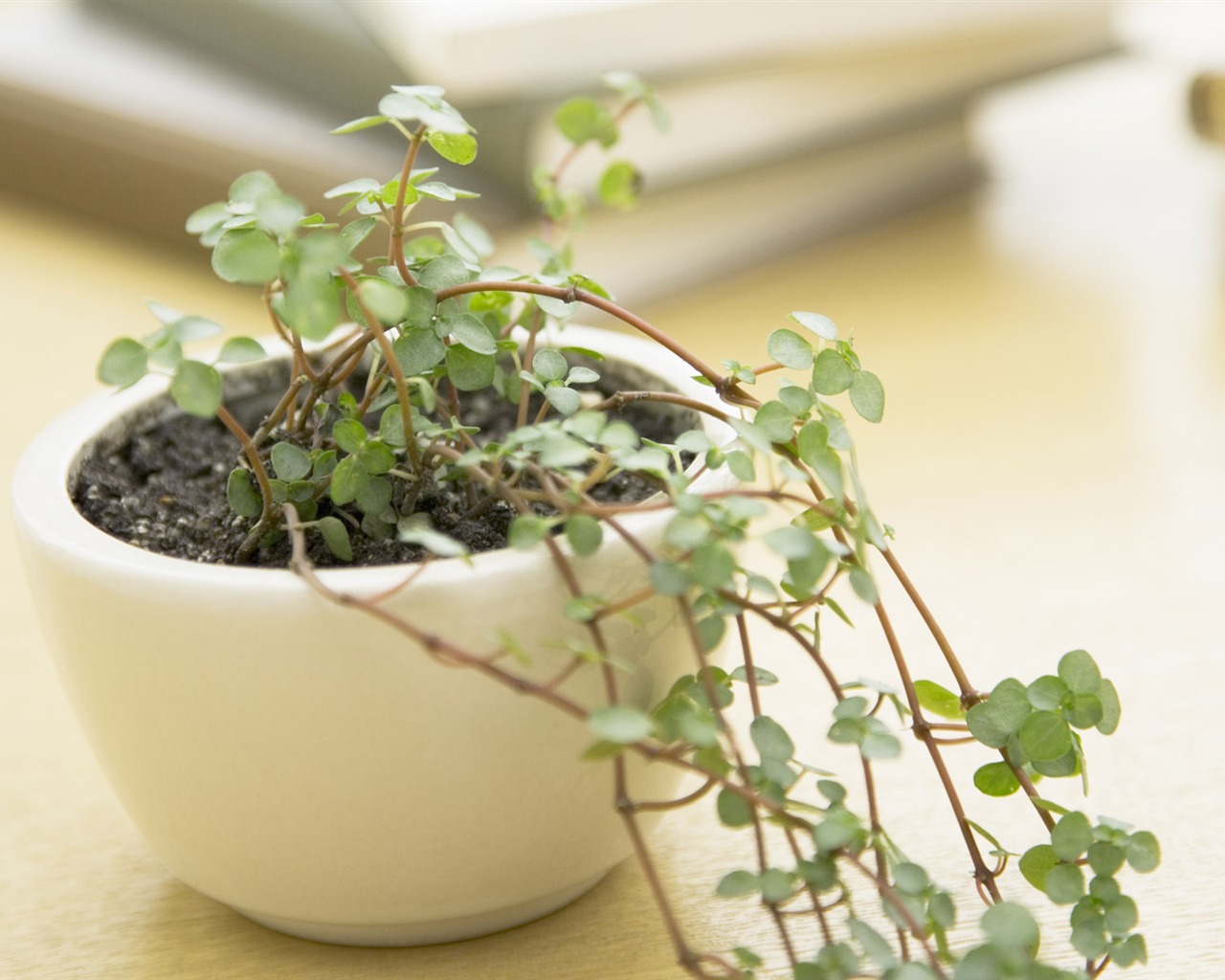 Home Still Life Wallpaper (13) #18 - 1280x1024