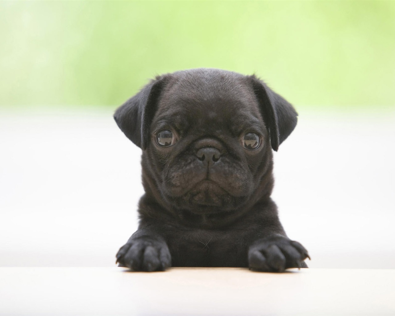 Puppy Foto HD Tapety na plochu (7) #3 - 1280x1024