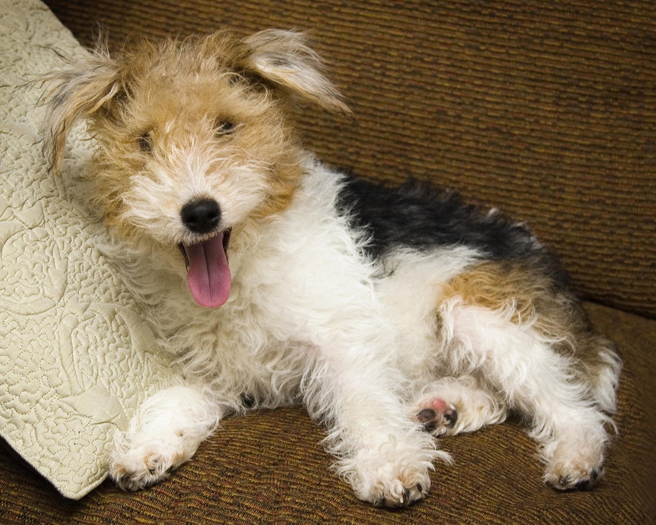Puppy Foto HD Tapety na plochu (7) #4 - 1280x1024