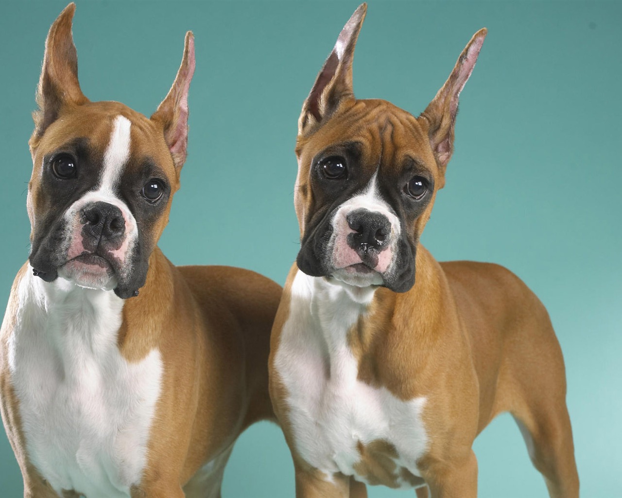 Puppy Foto HD Tapety na plochu (7) #5 - 1280x1024