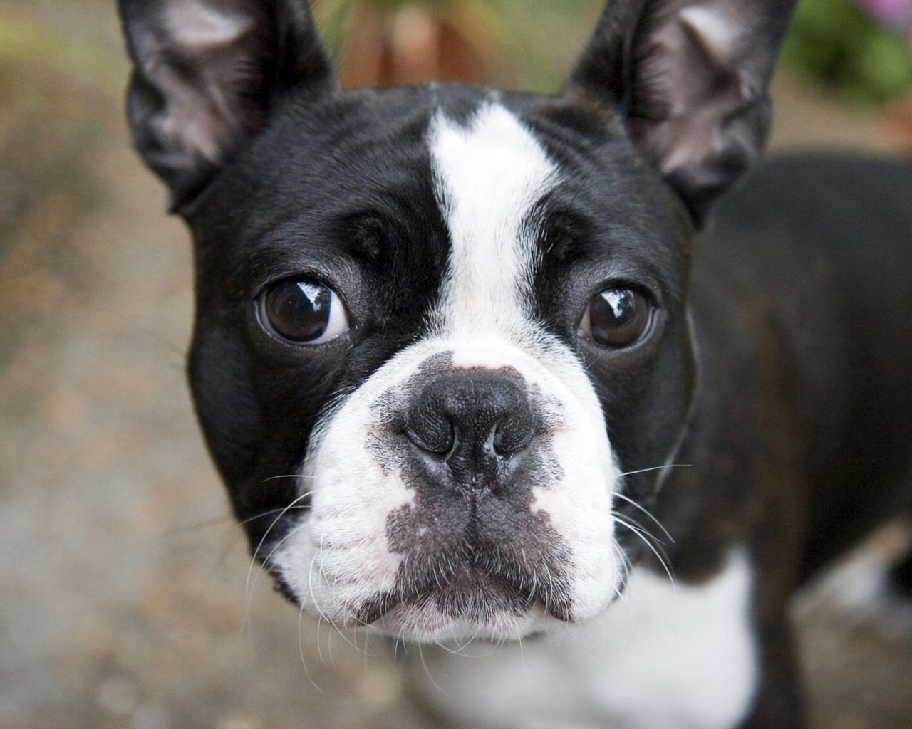 Puppy Foto HD Tapety na plochu (7) #8 - 1280x1024