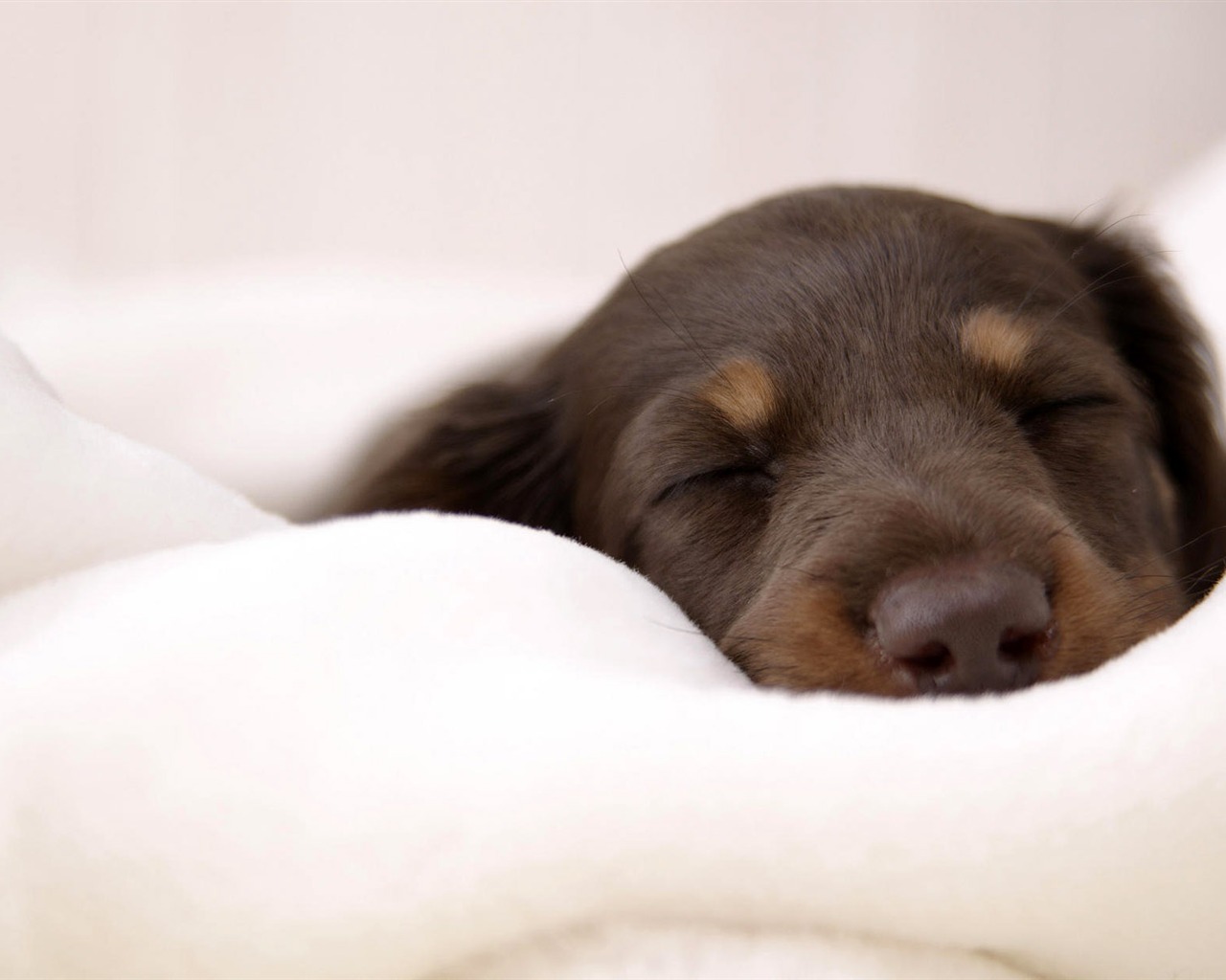 Puppy Foto HD Tapety na plochu (7) #9 - 1280x1024