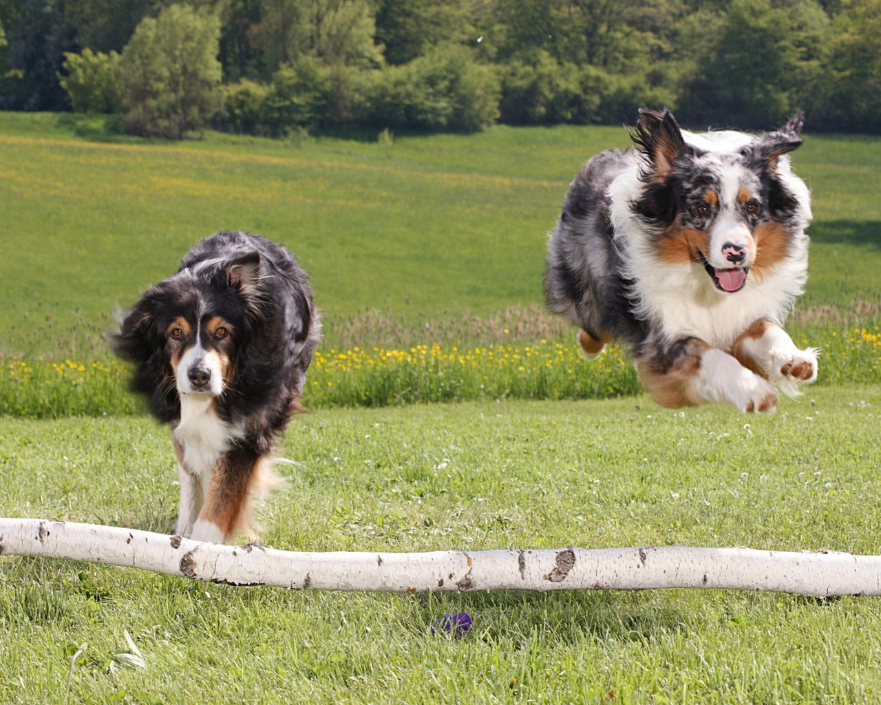 Puppy Foto HD Tapety na plochu (7) #11 - 1280x1024