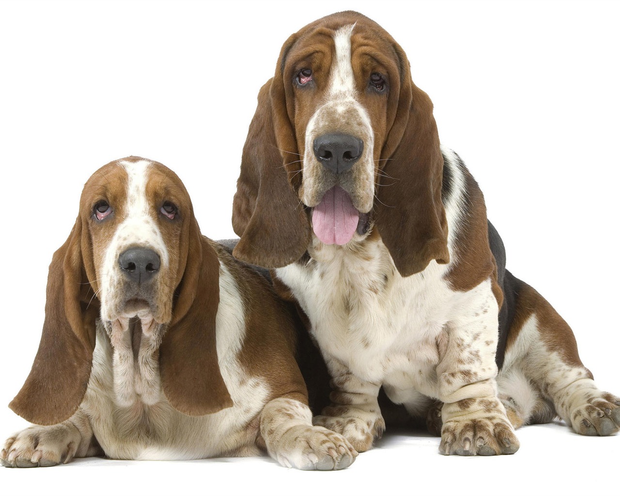 Puppy Foto HD Tapety na plochu (7) #12 - 1280x1024