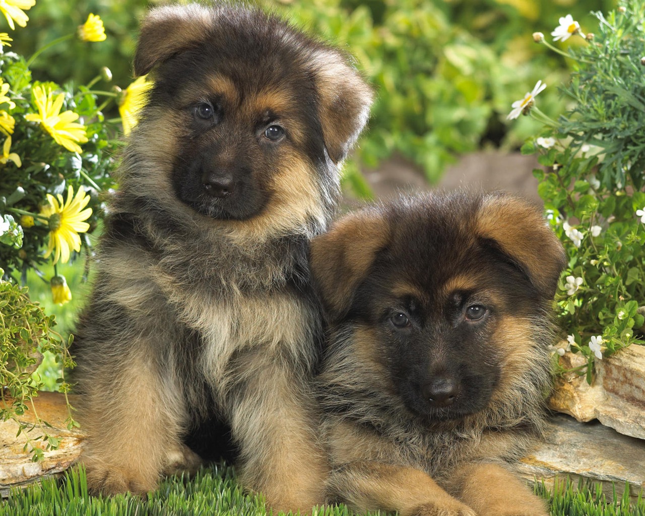 Puppy Foto HD Tapety na plochu (7) #14 - 1280x1024