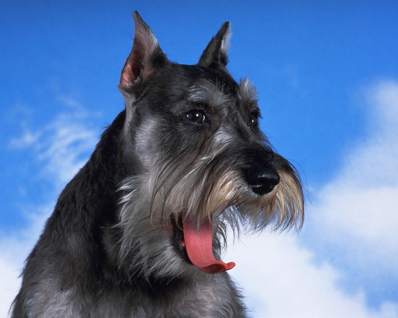 Puppy Foto HD Tapety na plochu (7) #18 - 1280x1024
