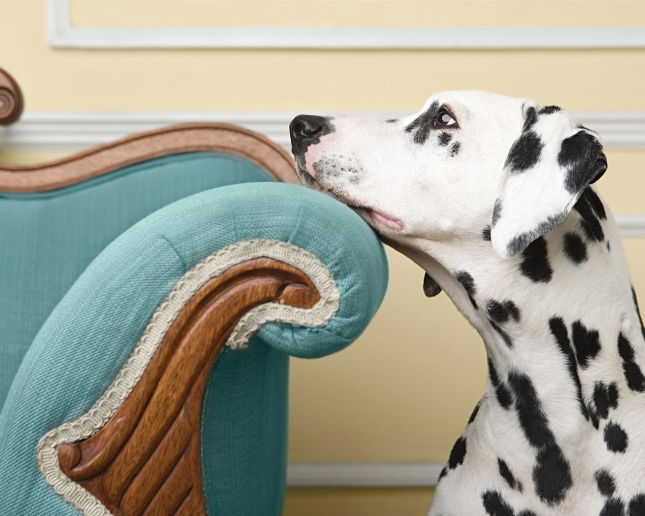 Puppy Foto HD Tapety na plochu (7) #19 - 1280x1024