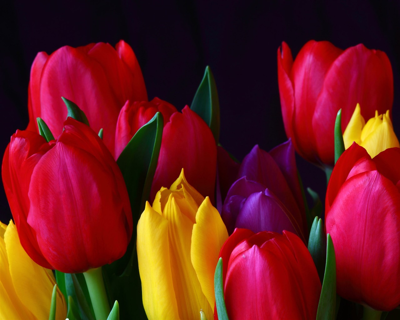 Large tulip wallpaper (1) #1 - 1280x1024