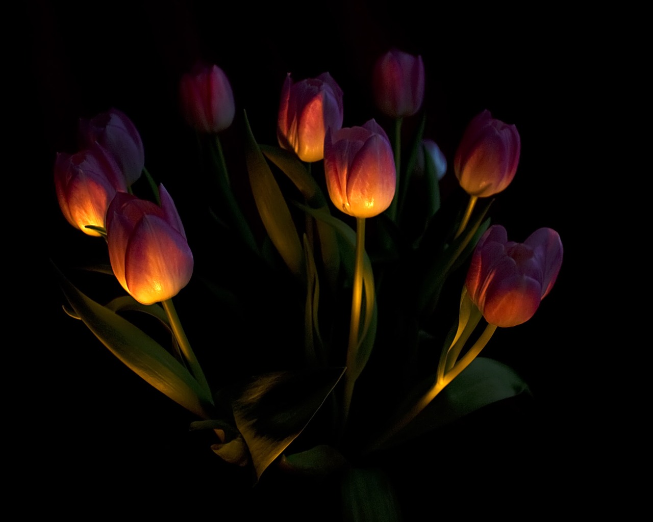 Large tulip wallpaper (1) #2 - 1280x1024