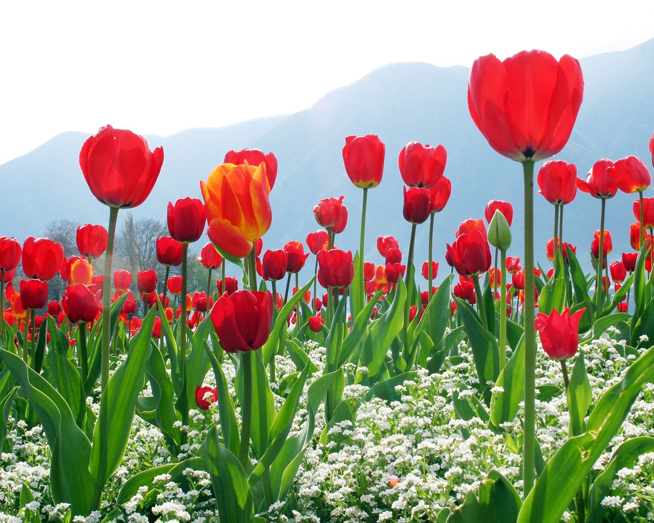 Large tulip wallpaper (1) #6 - 1280x1024