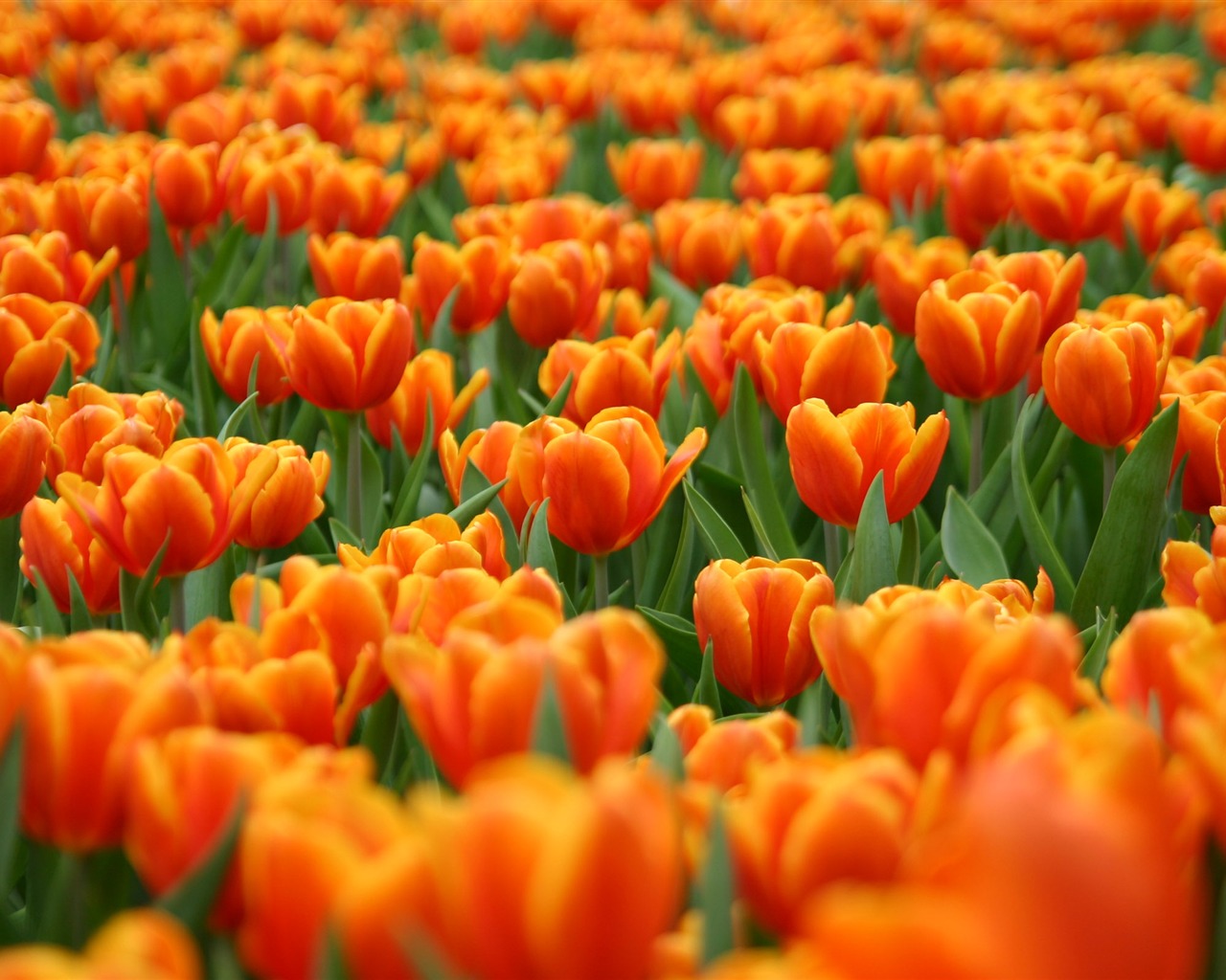 Large tulip wallpaper (1) #11 - 1280x1024