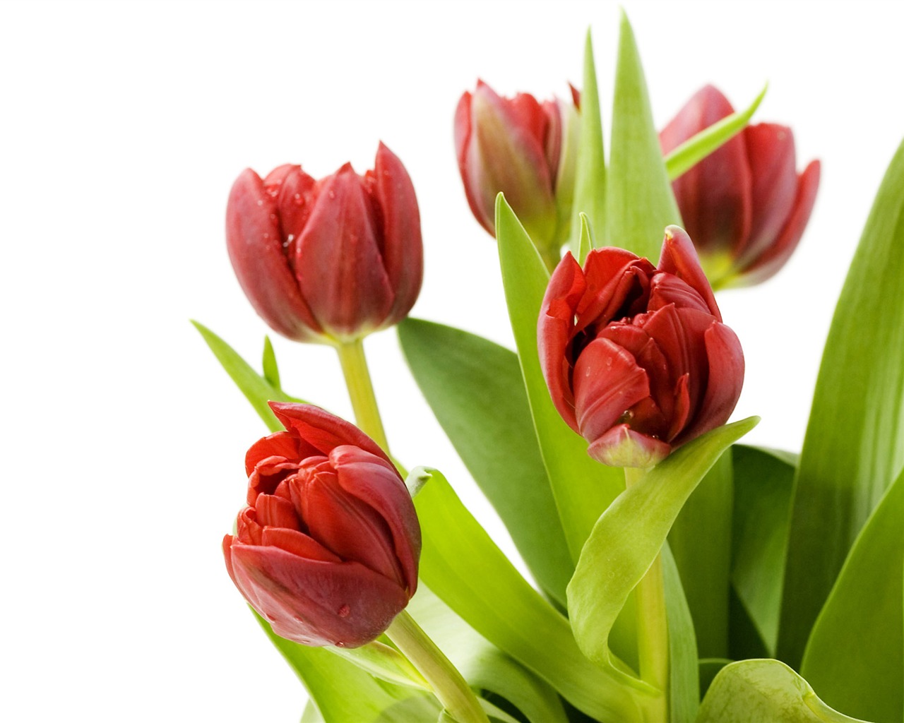 Velký tulipán tapety (1) #14 - 1280x1024