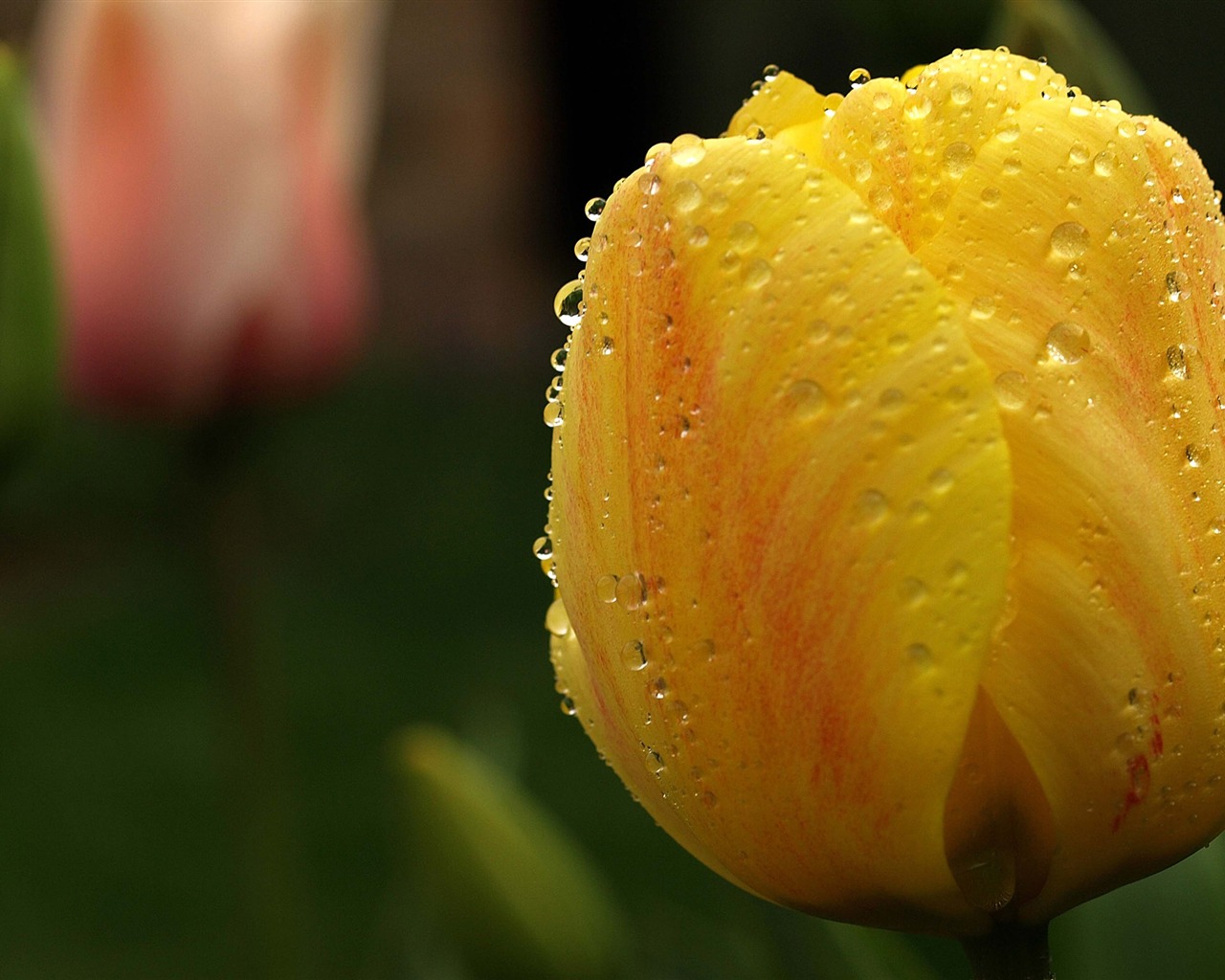 Large tulip wallpaper (1) #16 - 1280x1024