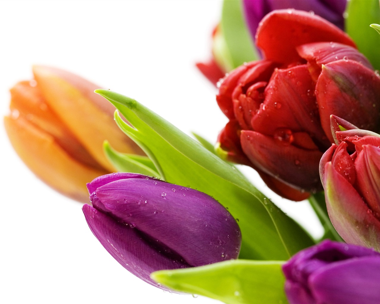 Velký tulipán tapety (1) #17 - 1280x1024