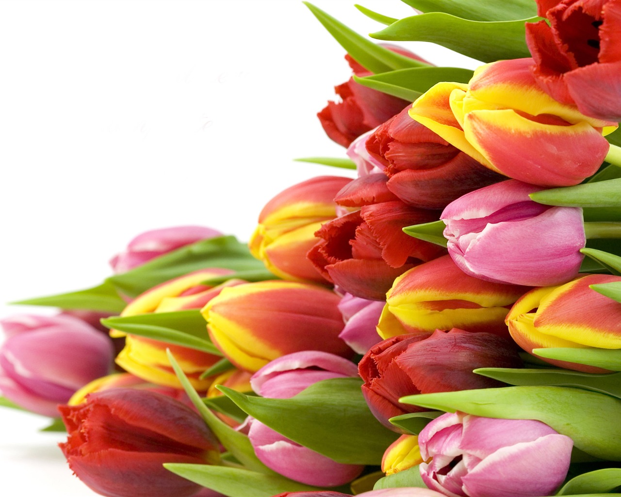 Velký tulipán tapety (1) #18 - 1280x1024