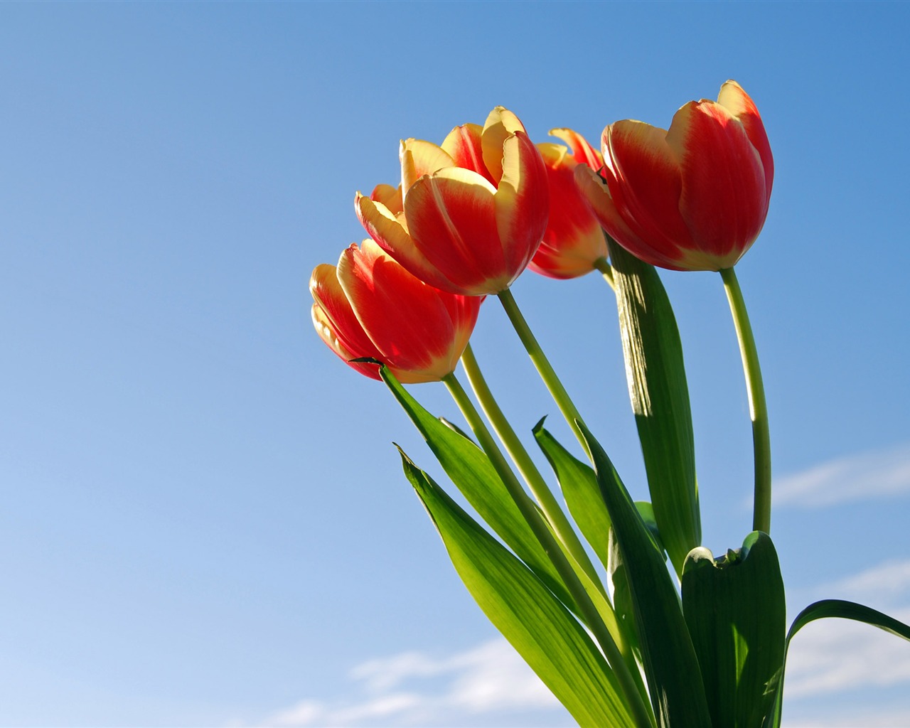 Large tulip wallpaper (1) #19 - 1280x1024