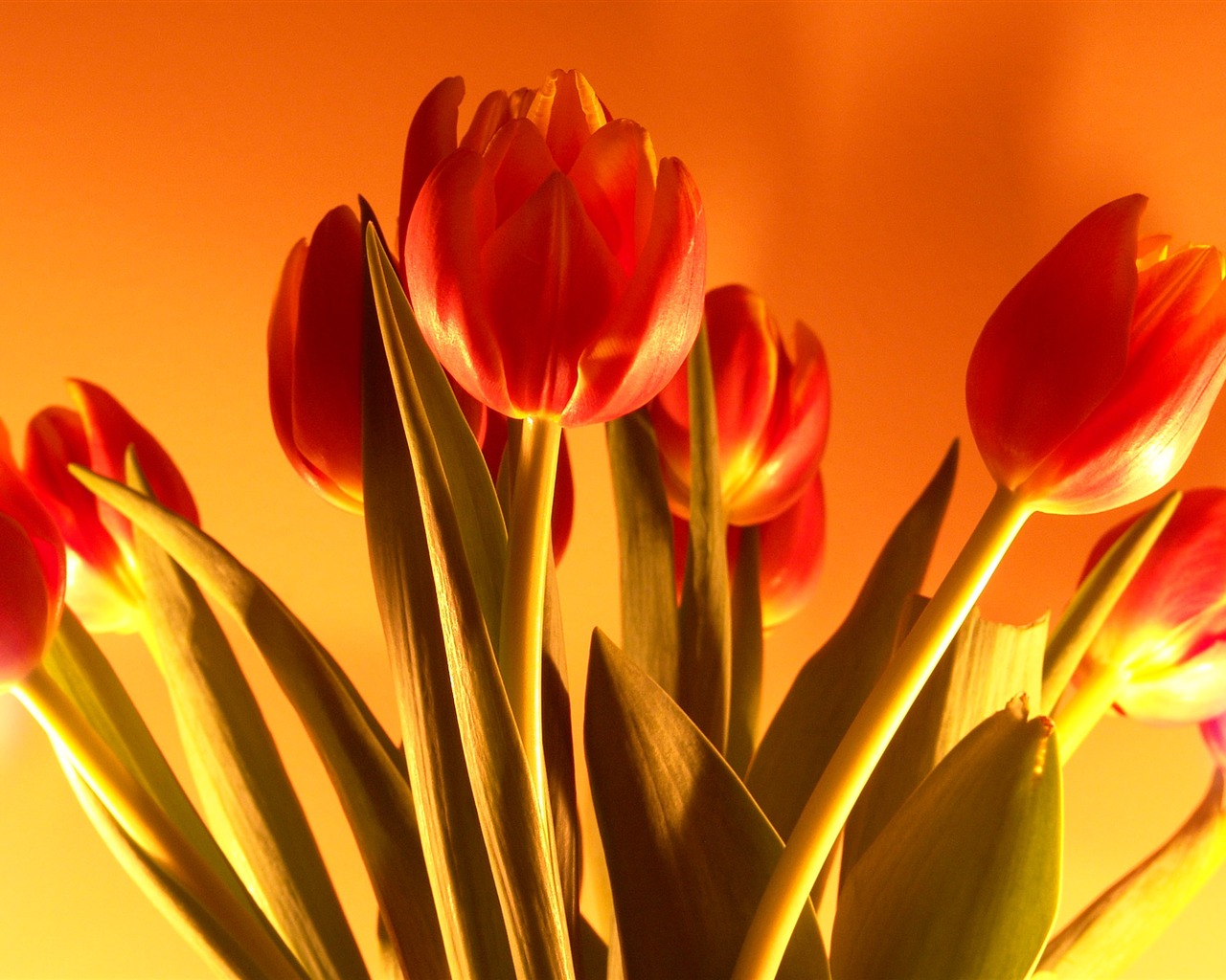 Large tulip wallpaper (1) #20 - 1280x1024