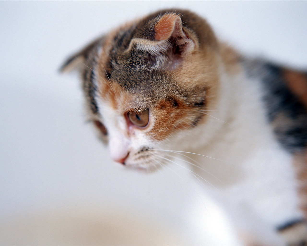 1600 Cat Foto tapety (6) #1 - 1280x1024