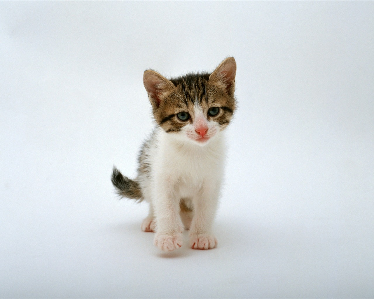 1600 Cat Foto tapety (6) #2 - 1280x1024