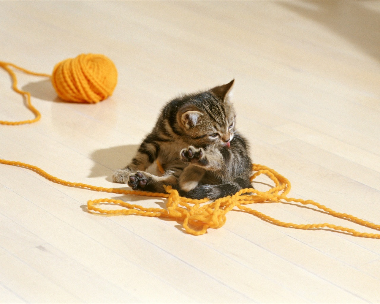 1600 Cat Foto tapety (6) #4 - 1280x1024