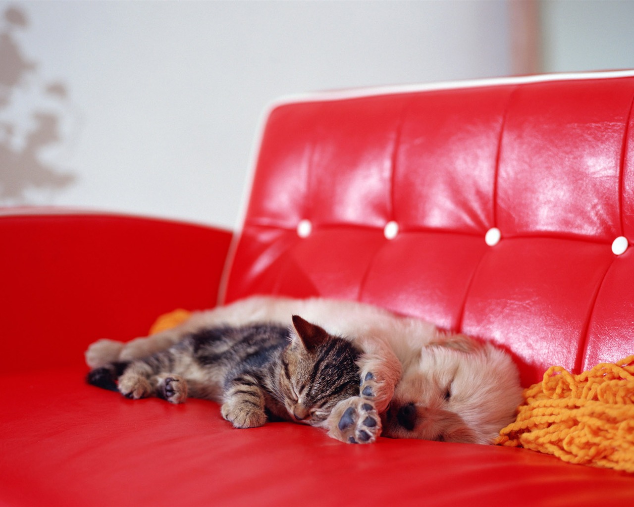 1600 Cat Foto tapety (6) #6 - 1280x1024
