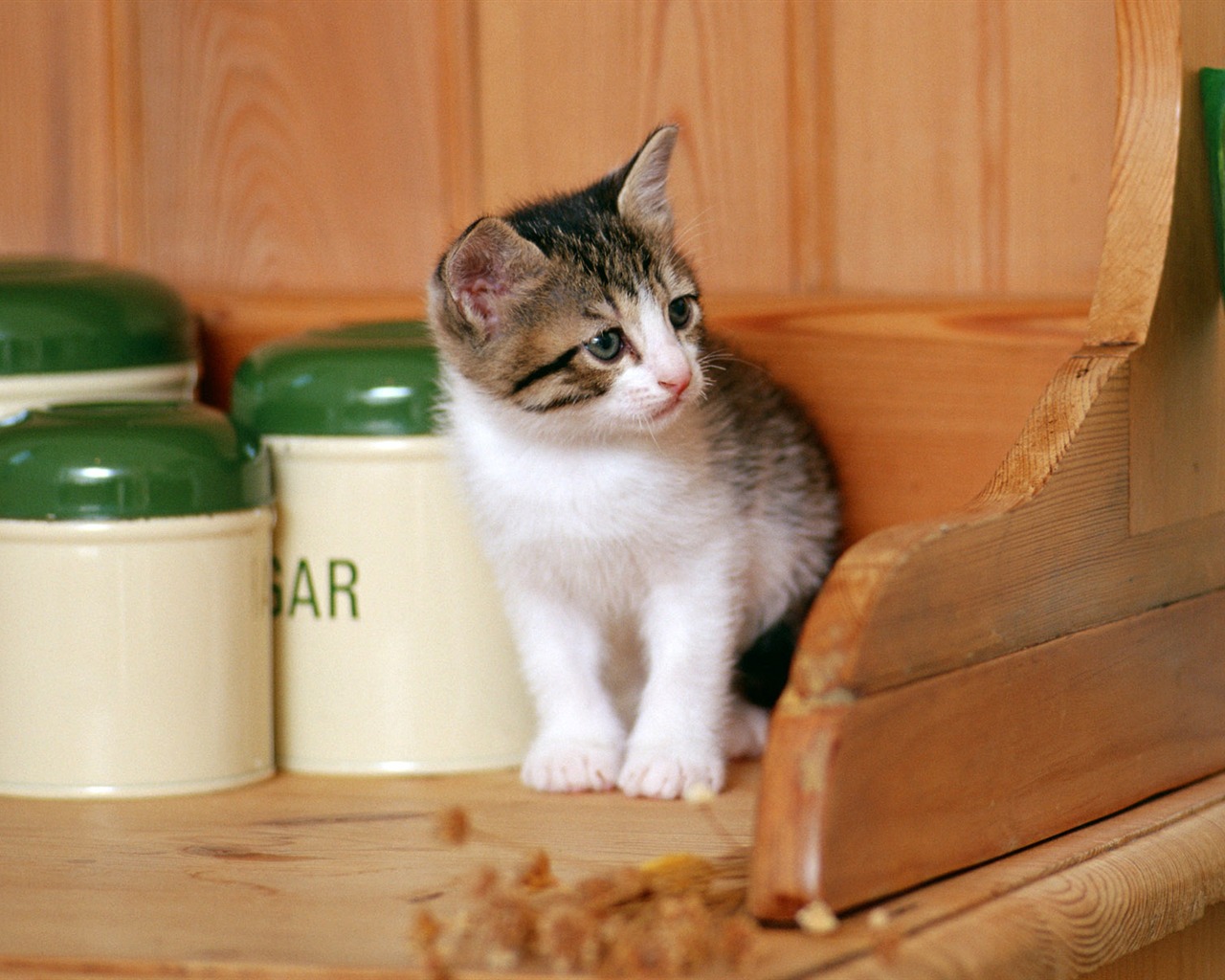 1600 Cat Foto tapety (6) #7 - 1280x1024