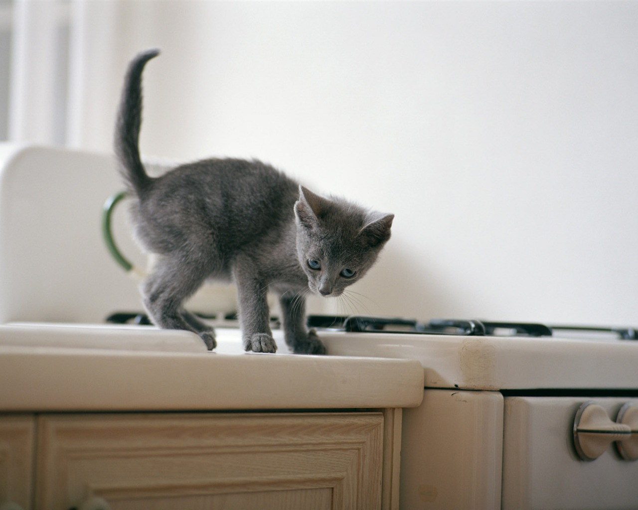 1600 Cat Foto tapety (6) #8 - 1280x1024