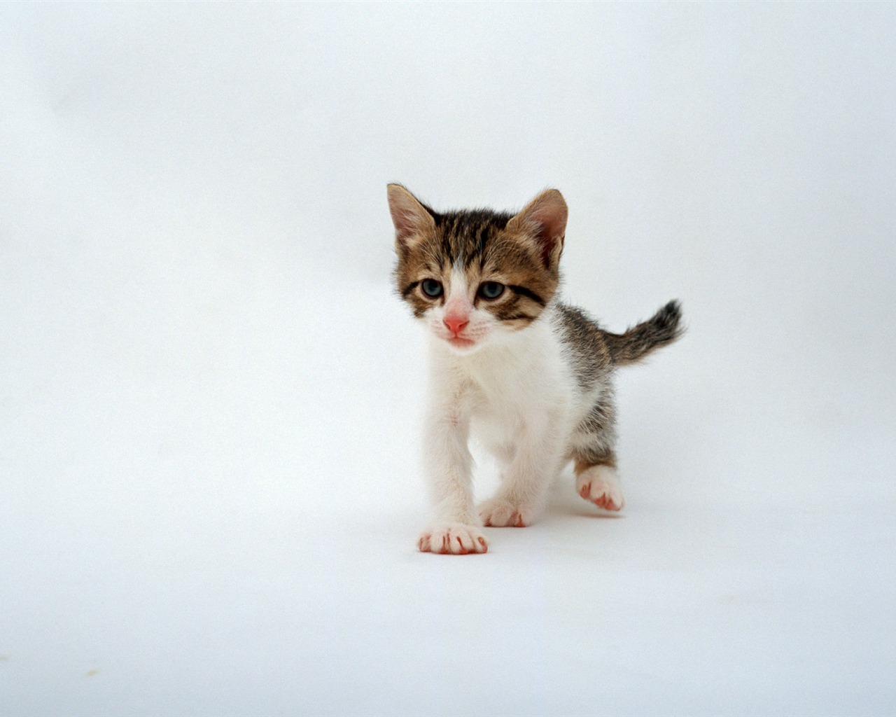 1600 Cat Foto tapety (6) #14 - 1280x1024
