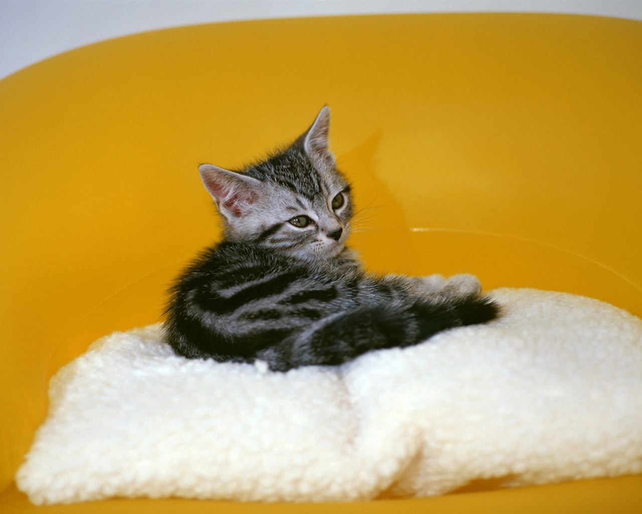 1600 Cat Foto tapety (6) #15 - 1280x1024