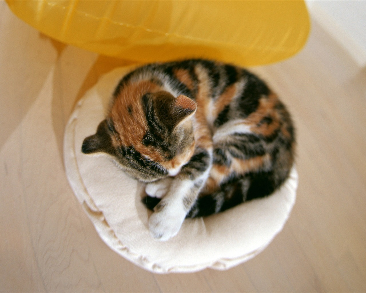 1600 Cat Foto tapety (6) #17 - 1280x1024