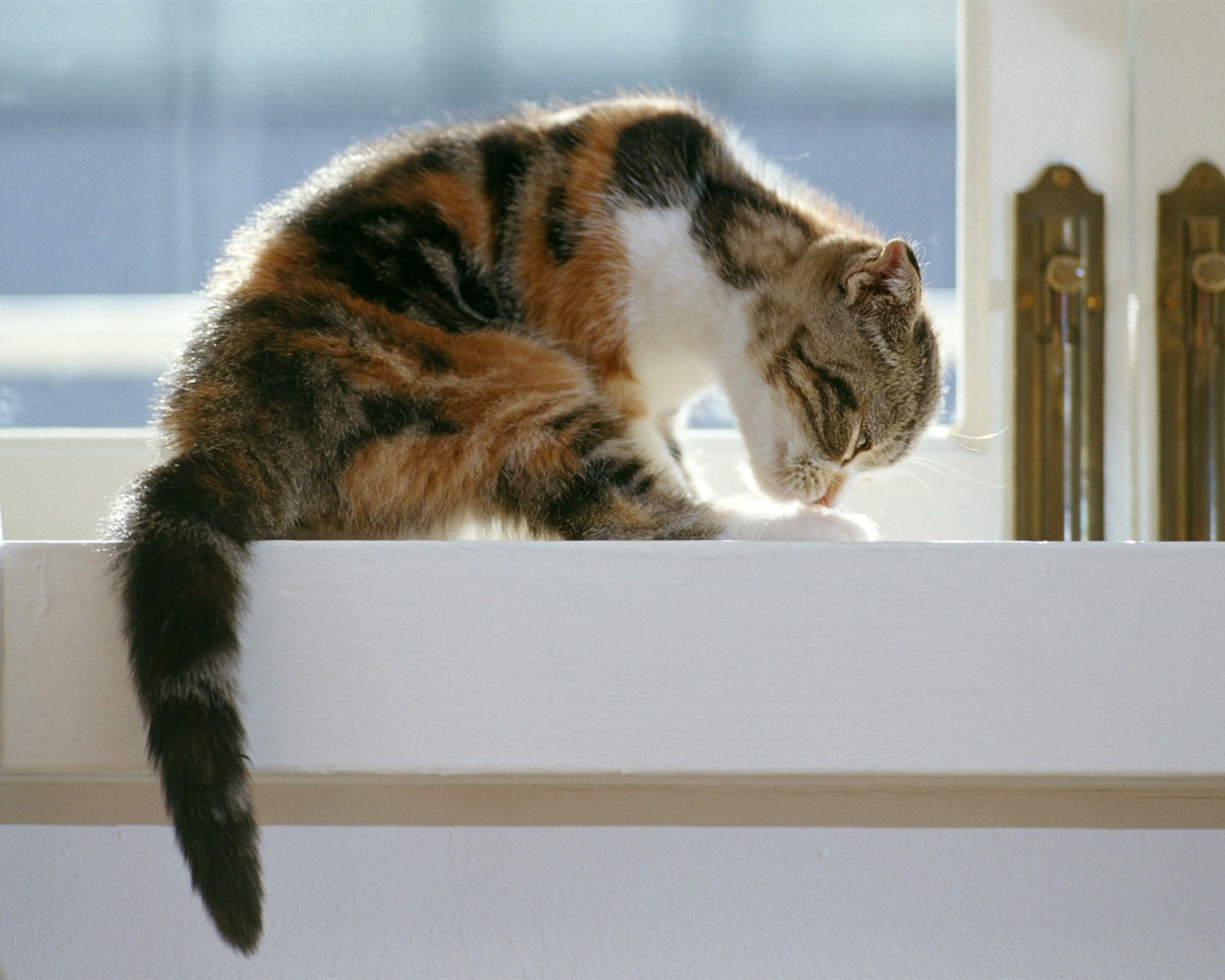 1600 Cat Foto tapety (6) #19 - 1280x1024