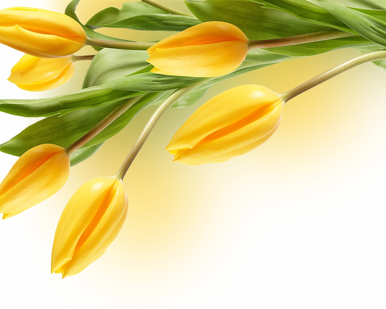 Velký tulipán tapetu (2) #2 - 1280x1024