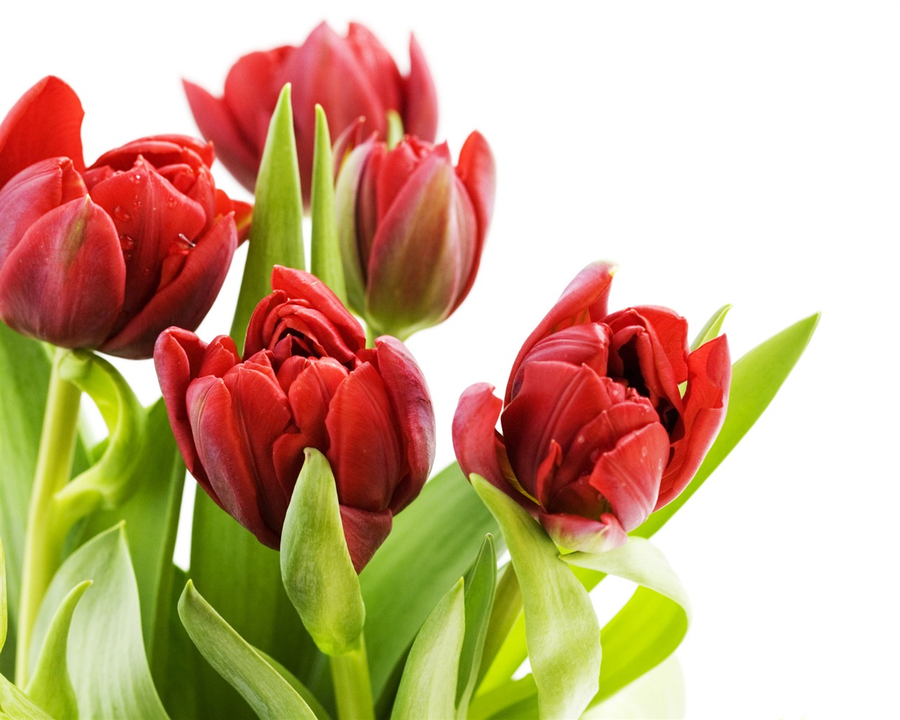 Large tulip wallpaper (2) #3 - 1280x1024