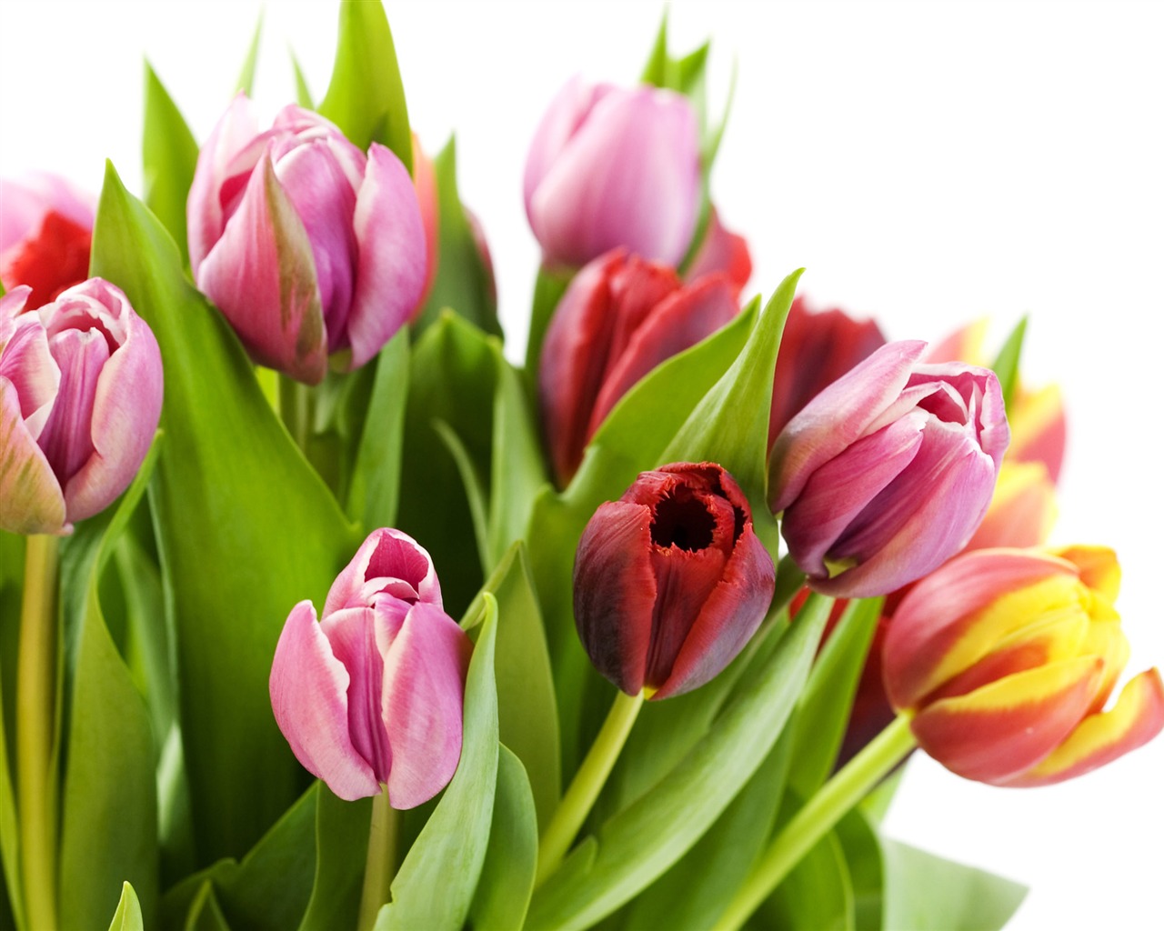 Velký tulipán tapetu (2) #4 - 1280x1024
