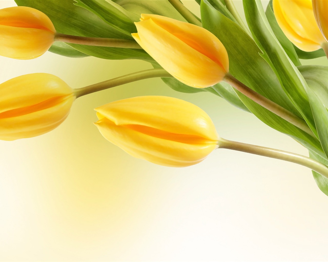 Velký tulipán tapetu (2) #5 - 1280x1024