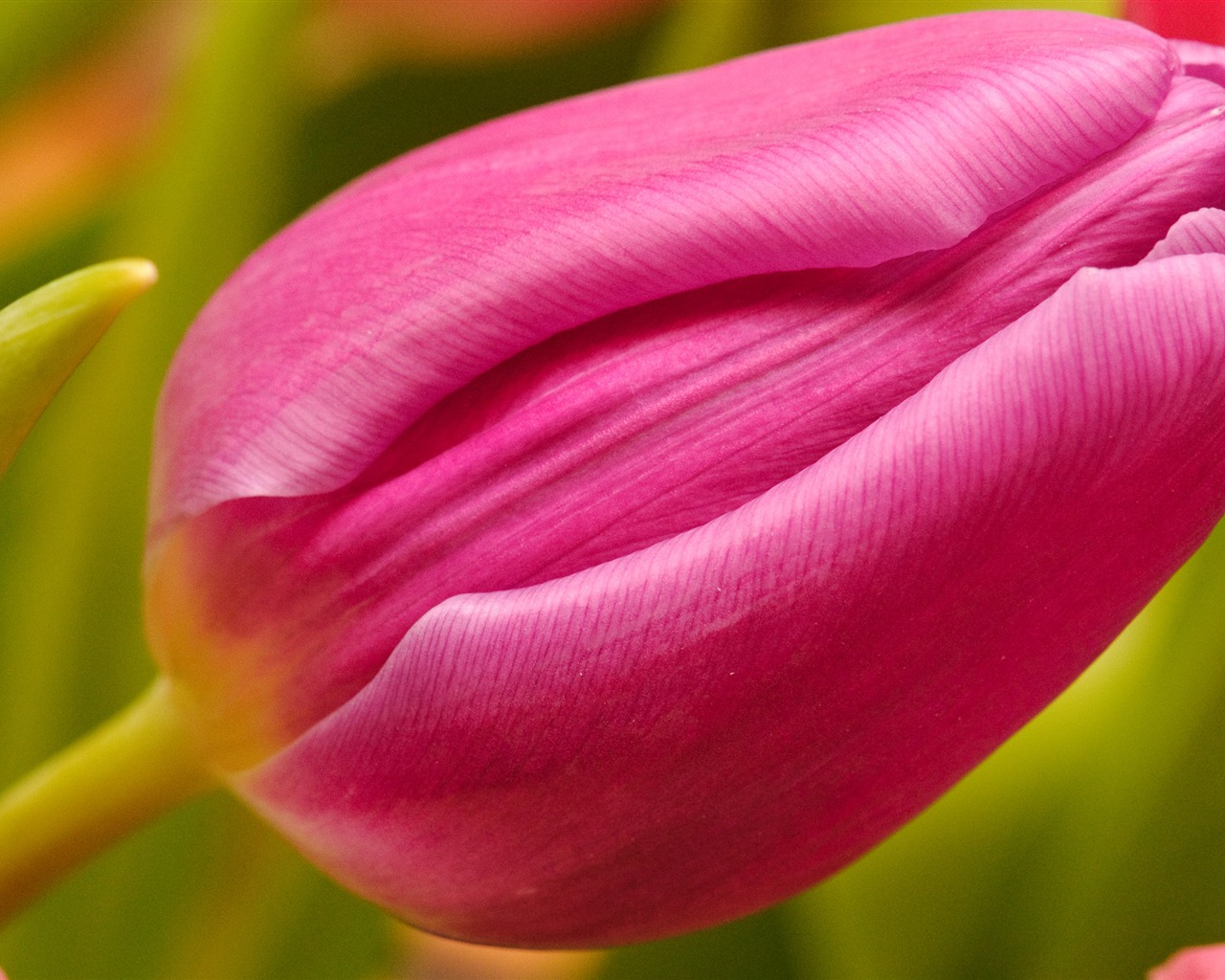 Large tulip wallpaper (2) #6 - 1280x1024