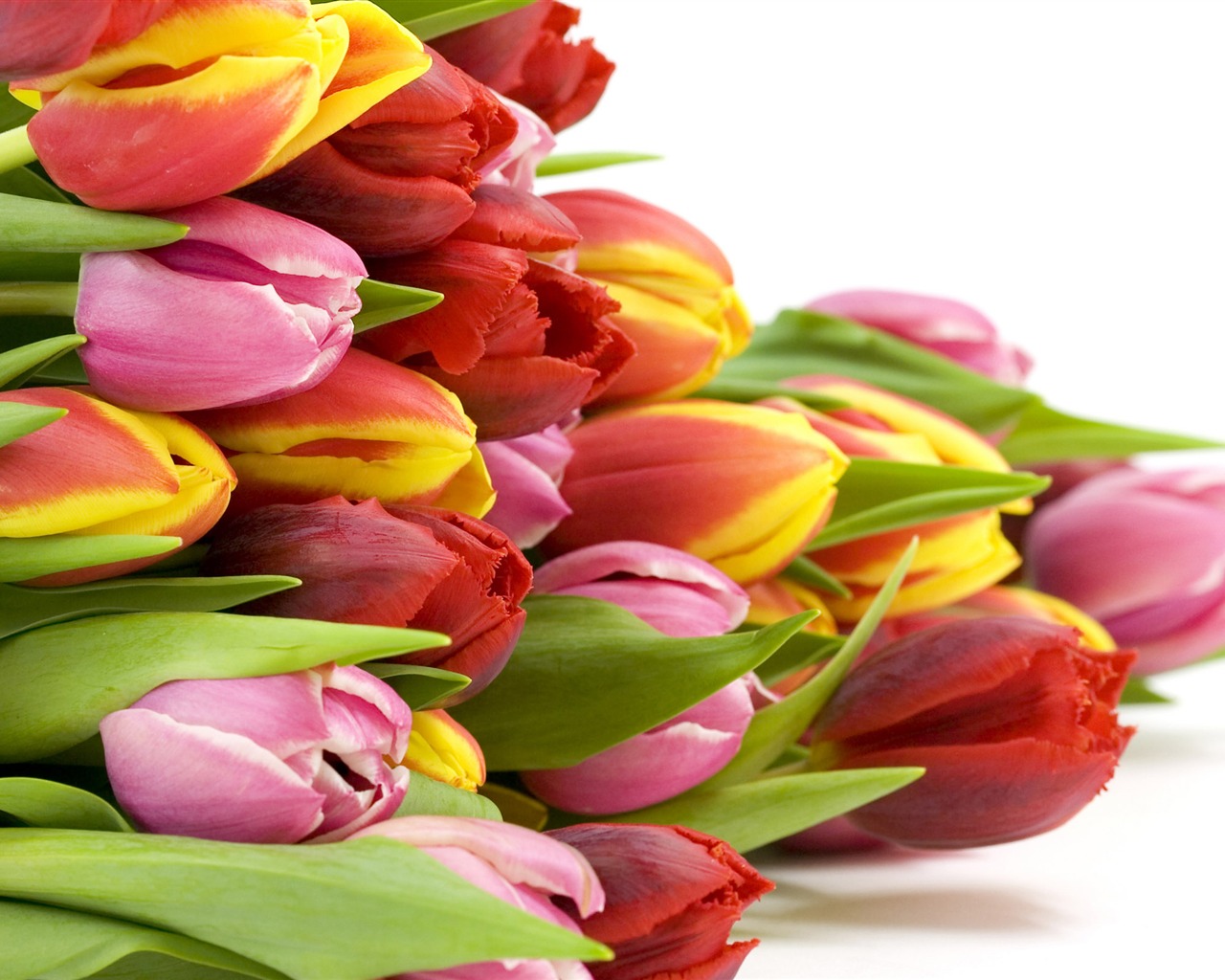 Velký tulipán tapetu (2) #7 - 1280x1024