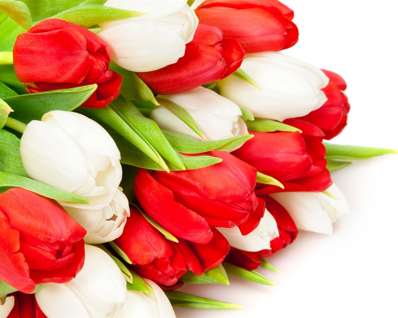 Velký tulipán tapetu (2) #8 - 1280x1024