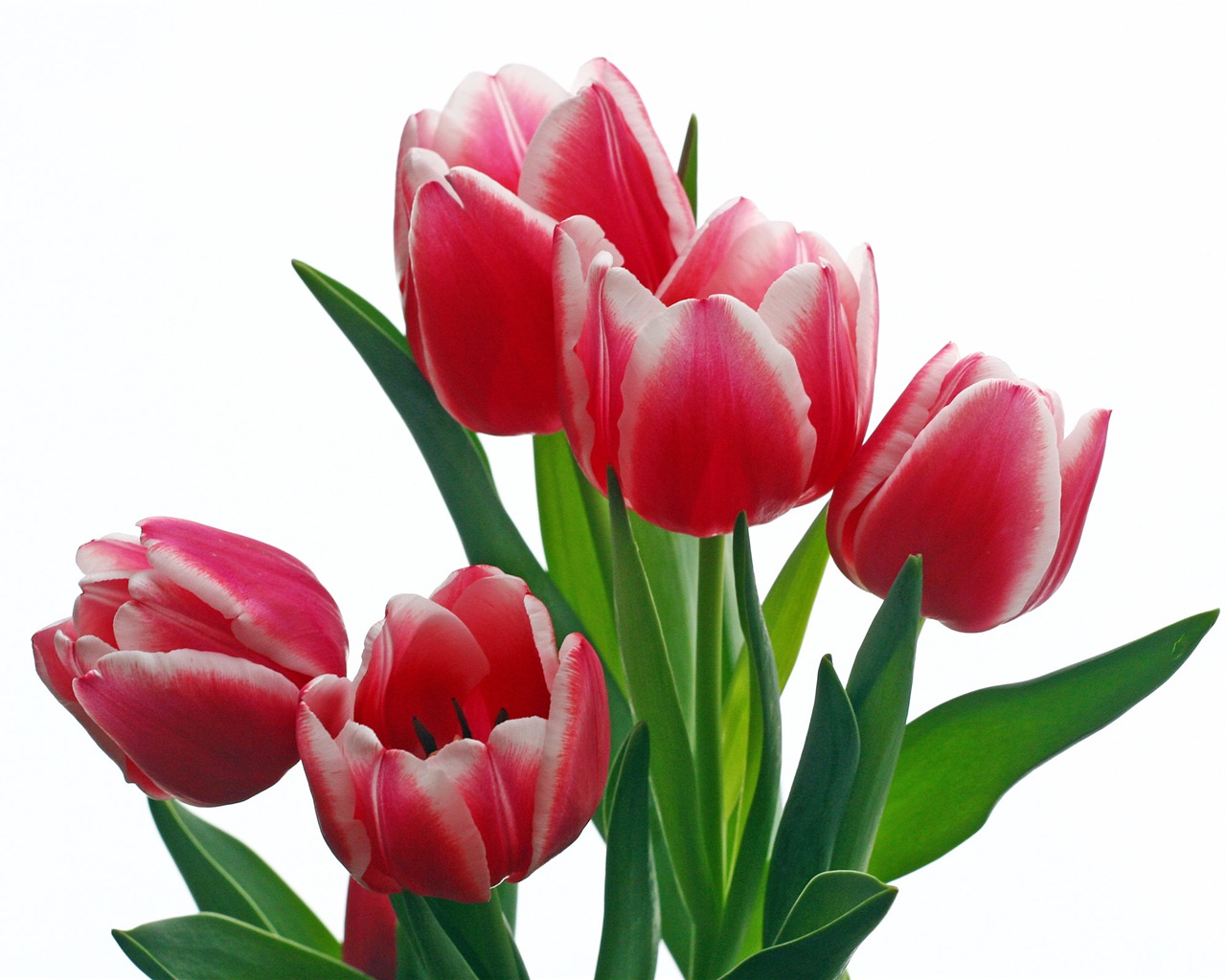 Velký tulipán tapetu (2) #10 - 1280x1024
