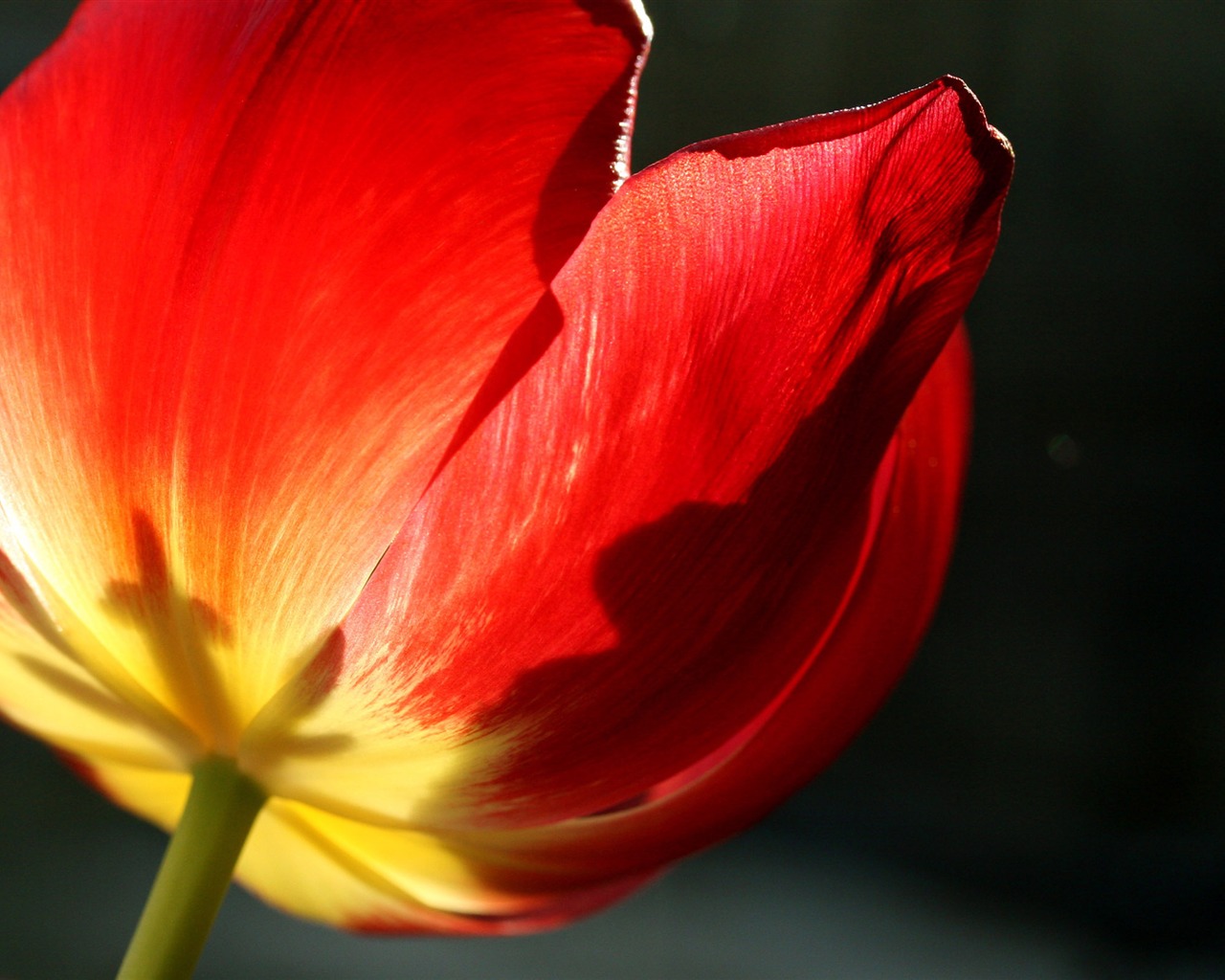 Large tulip wallpaper (2) #11 - 1280x1024