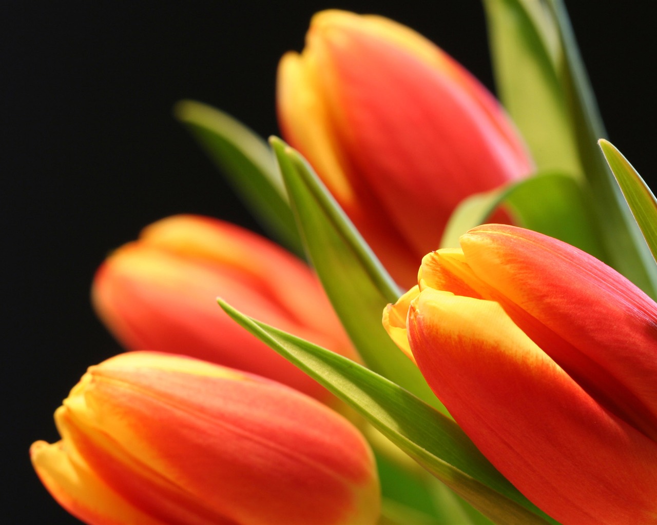 Velký tulipán tapetu (2) #12 - 1280x1024