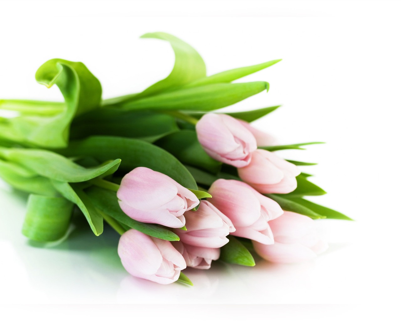 Velký tulipán tapetu (2) #14 - 1280x1024