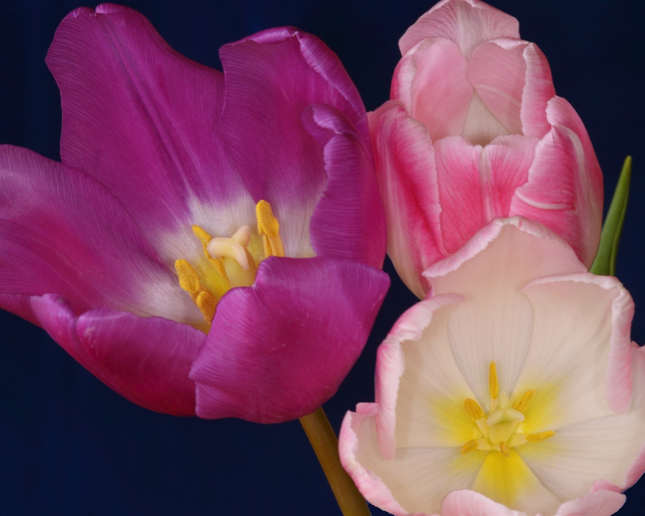 Velký tulipán tapetu (2) #17 - 1280x1024
