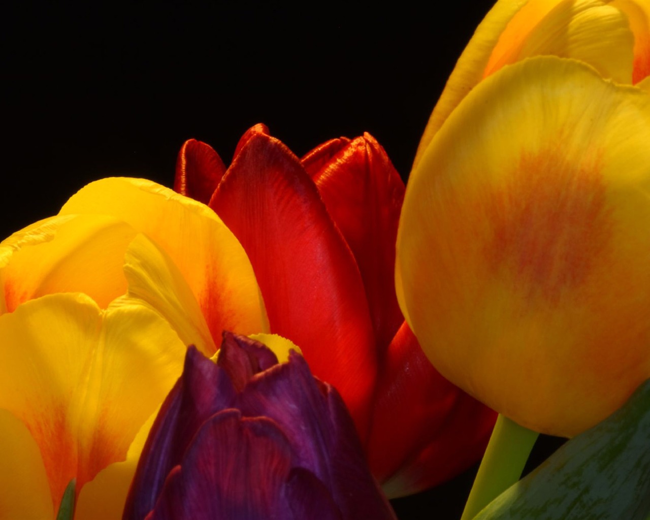 Velký tulipán tapetu (2) #18 - 1280x1024