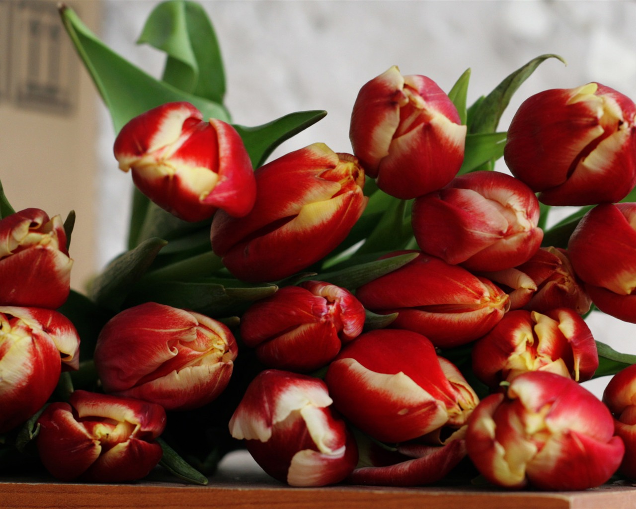 Velký tulipán tapetu (2) #19 - 1280x1024