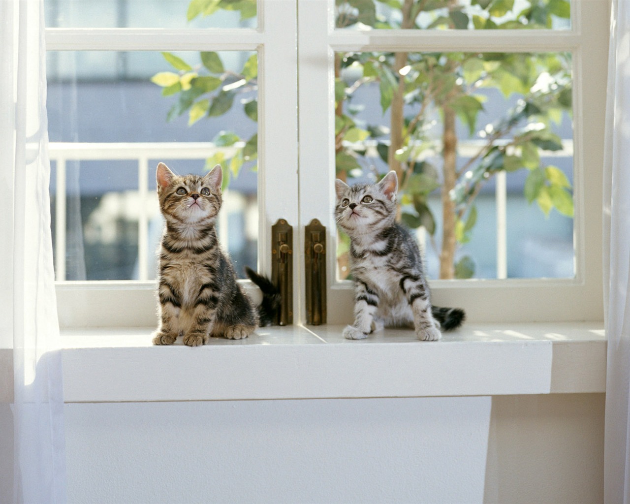 1600 Cat Foto Tapety (7) #4 - 1280x1024