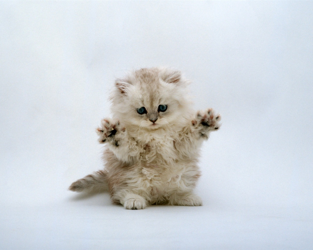 1600 Cat Foto Tapety (7) #9 - 1280x1024