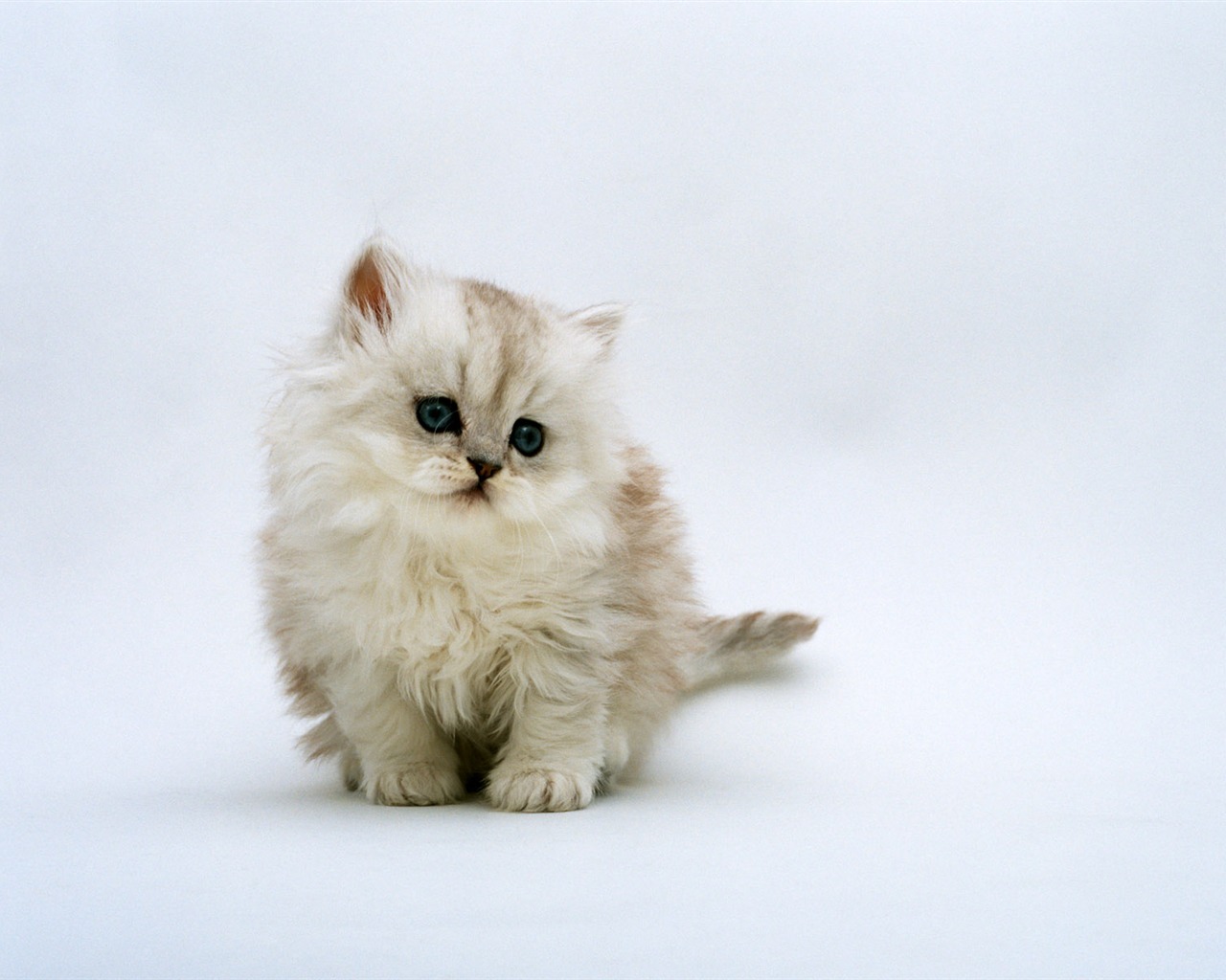 1600 Cat Foto Tapety (7) #10 - 1280x1024