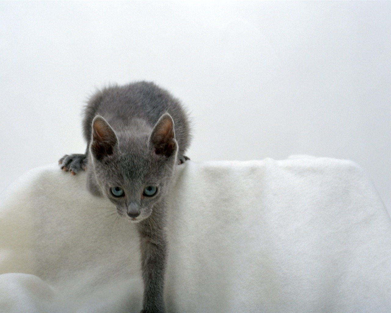 1600 Cat Foto Tapety (7) #16 - 1280x1024